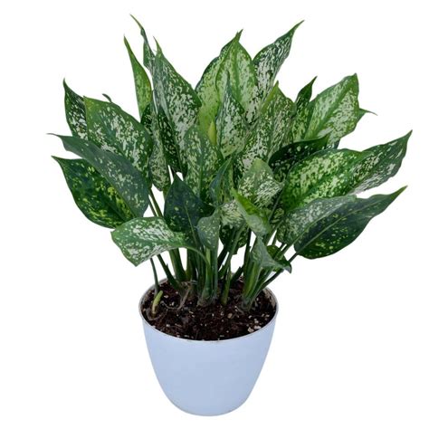 Buy Aglaonema Snow White Plant Pack Of 4 Aglaonema Snowflake