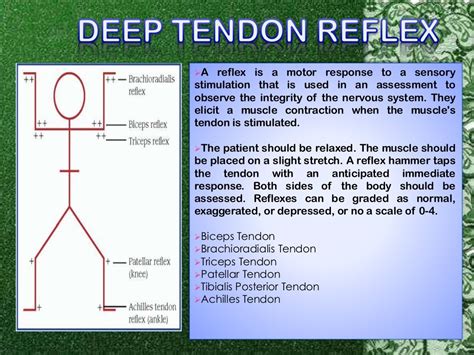 The Pulse And Deep Tendon Reflex Grading Scale