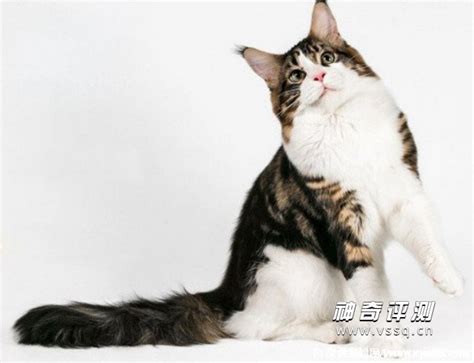 宠物猫的品种图片名字大全及价格 神奇评测