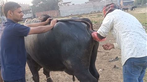 Ai Procedure In Cows And Buffalo Semen Kaise Lagayeपशुओ में बीज