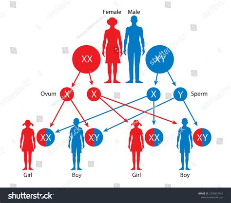 Sex Determination Humans Gender Determination 库存插图 1375912451