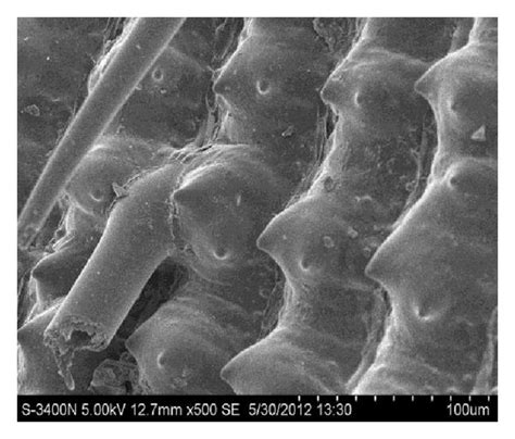 Scanning Electron Micrographs Of A Untreated Rice Husk And B