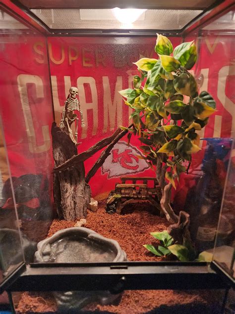 Vertical or horizontal tank? Blue Beauty Rat Snake - Enclosures