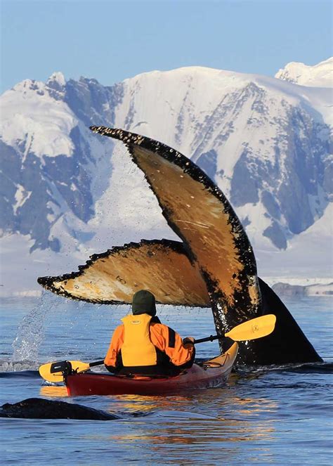 Kayaking With Humpback Whales In Antarctica Artofit