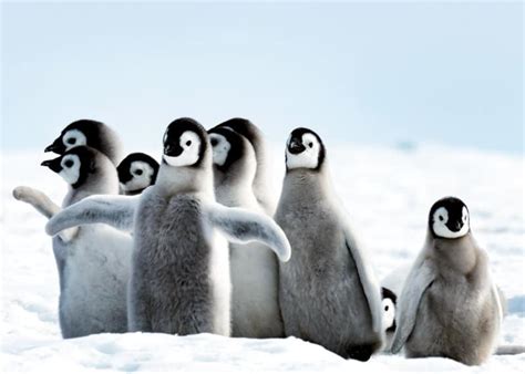 51 Baby Penguin Photos, Videos, and Facts That'll Have You Saying ...