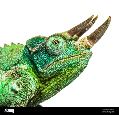 Close Up On A Head Of A Jackson S Horned Chameleon Trioceros Jacksonii