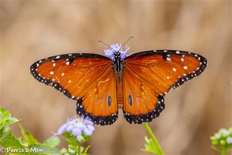 Mariposa Reina Cuacc Uv Biodiversidad C Rdoba Veracruz