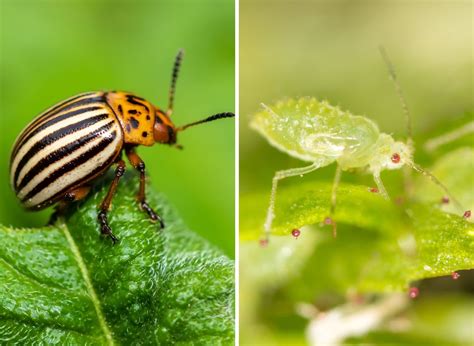 Stonka Ziemniaczana I Mszyce Przestan By Problemem Zr B Naturalny