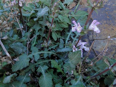 Salvia Taraxacifolia Plant Biodiversity Of South Western Morocco