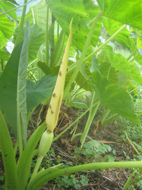 Taro Plant Flower