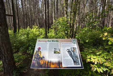 Big Woods Wildlife Management Area Virginia Dwr