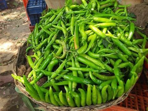 Healthy And Natural Organic Fresh Green Chilli At Best Price In