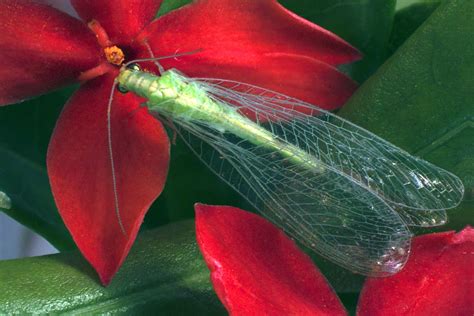 Insectos Benéficos Para El Control Biológico De Plagas Agrícolas Servicio Nacional De Sanidad