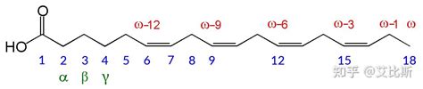 什么是Omega 3脂肪酸补充磷虾油的益处是什么