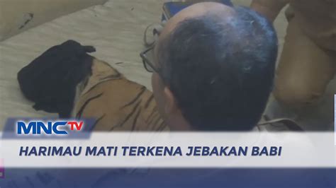 Seekor Harimau Ditemukan Mati Terkena Jebakan Babi Di Pasaman Sumbar