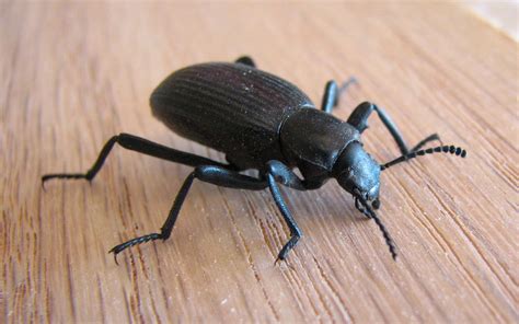 Black Carpet Beetle Colorado Carpet Vidalondon