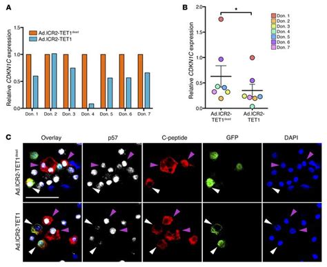 Jci Targeted Demethylation At The Cdkn C P Locus Induces Human