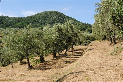 Mowing The Olive Grove Notes From A Tuscan Olive Grove