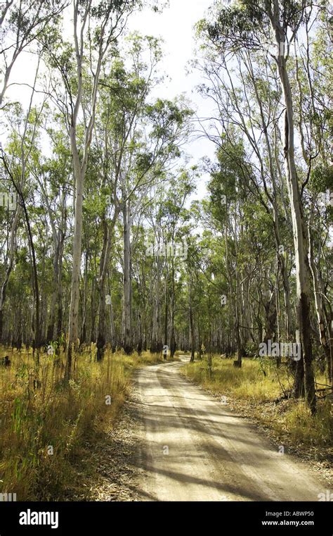 Barmah forest hi-res stock photography and images - Alamy