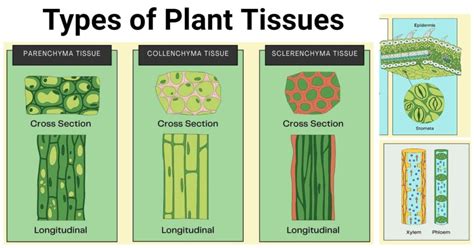 Types Of Plant Tissues Meristematic And Permanent Tissue