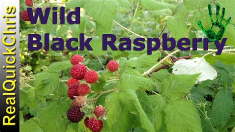 Wild Black Raspberry edible Plant identification of wildberry - YouTube