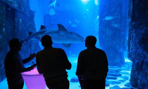 Shedd Aquarium's After Hours House Parties Return Tonight