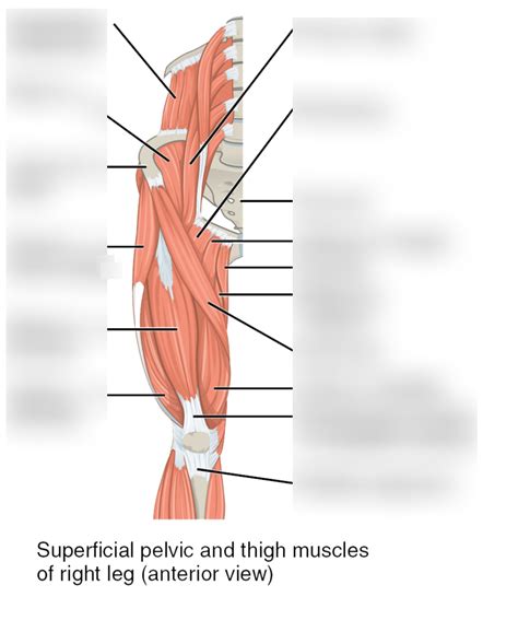 Upper Thigh Muscles Diagram