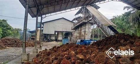 Mau Harga Tbs Sawit Naik Pemangku Kepentingan Di Bengkulu Sarankan Ini