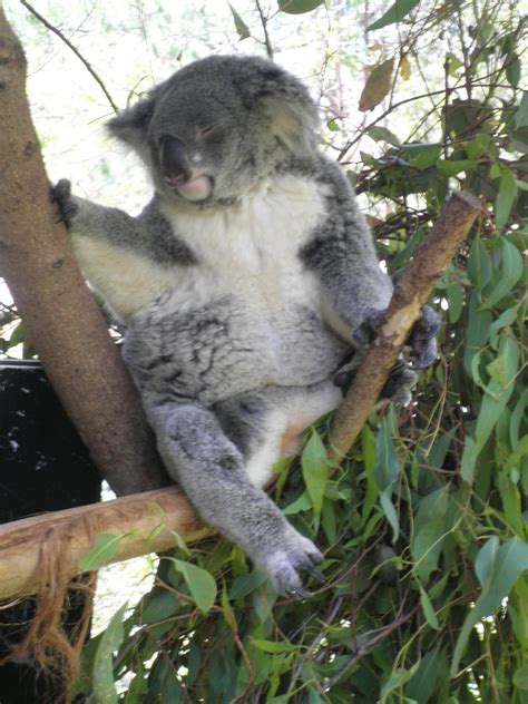 Animals In Australia Zoo