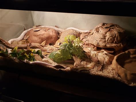 Forest floor for my corn snake : r/snakes