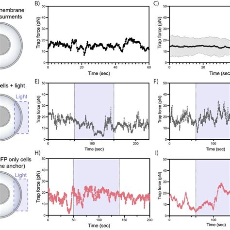 Fig S4 Membrane Tension Propagates Within Seconds Across The Cell