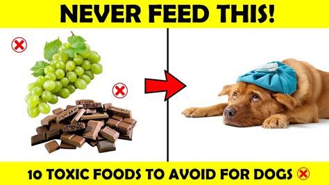 10 Toxic Food For Dogs Poisonous Food For Dogs Harmful Food For