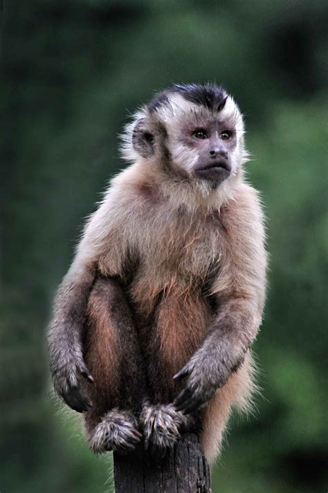 Macaco Prego Fauna A Serra Do Mar Forma Um Grande Corredor Verde