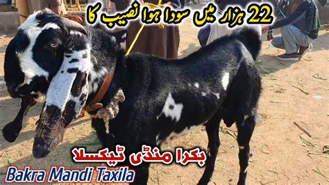 Friday Bakra Mandi Taxila Latest Update 8 December 2023 22K Naseeb Ka