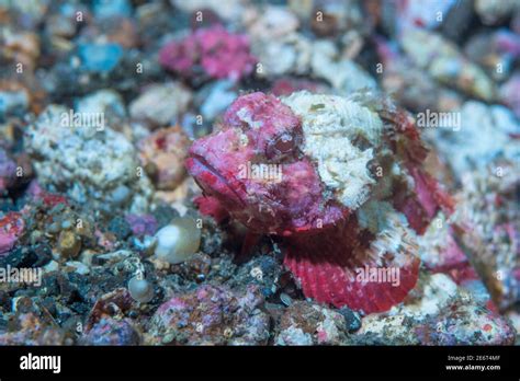 Humpback Scorpionfish Scorpaenopsis Diabolus Lembeh Strait North