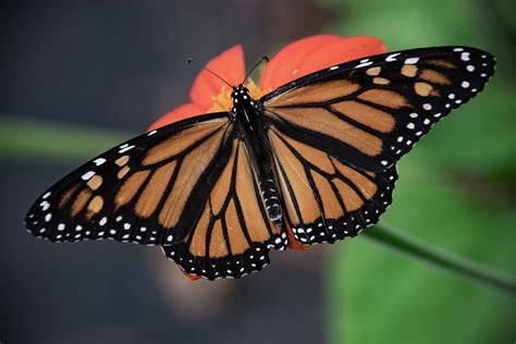 Monarch On Tithonia Photograph By Lucy Banks Fine Art America