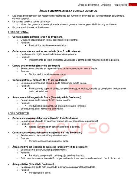 Reas Funcionales De La Corteza Cerebral Manuella Silva Udocz