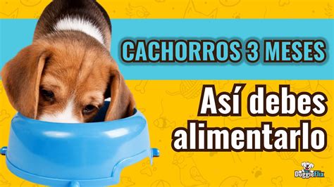 Cuanto Deben Comer Los Cachorros De Semanas