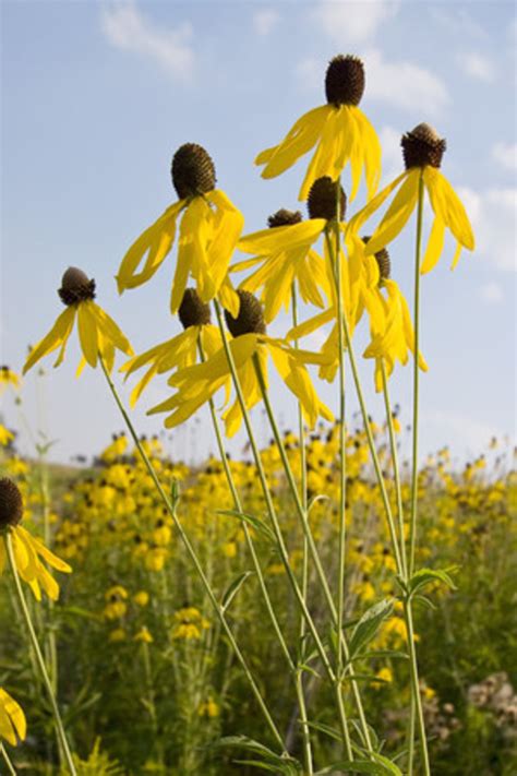 These Prairie Garden Plants Stand Tall - HorticultureHorticulture