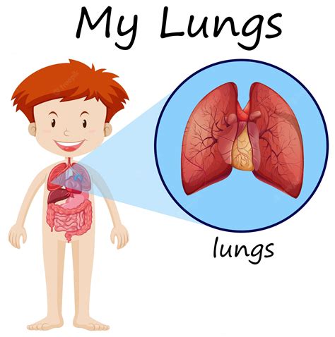 Human Lungs Diagram For Kids