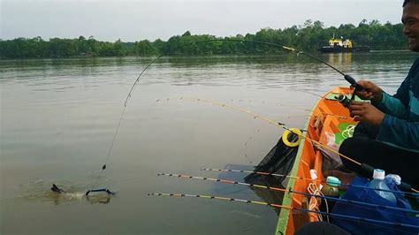 Pesta Strike Mancing Udang Galah Babon YouTube