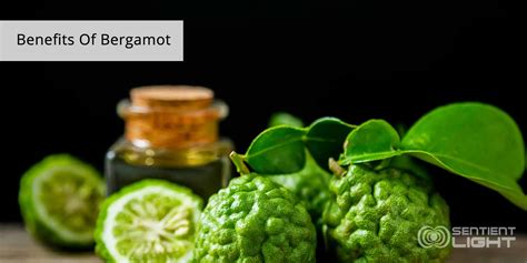 Health Benefits Of Bergamot Essential Oil What Is Bergamot