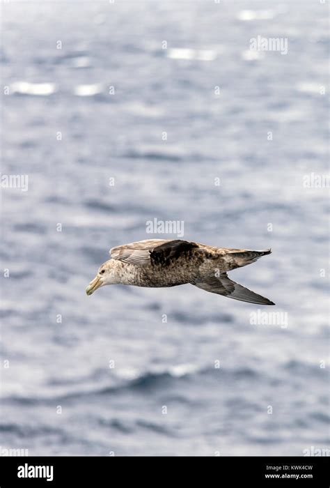 Southern Giant Petrel Macronectes Giganteus Antarctic Giant Petrel