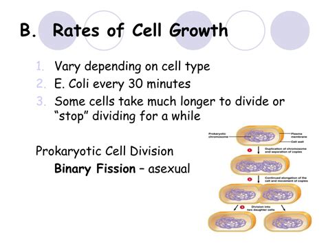 Ppt Chapter 10 Cell Growth And Division Powerpoint Presentation