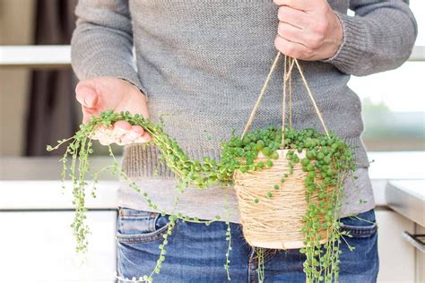 How To Grow And Care For String Of Pearls Gardeners Path