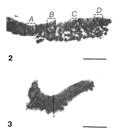 Figure From The Formation Of Mesodermal Tissues In The Mouse Embryo