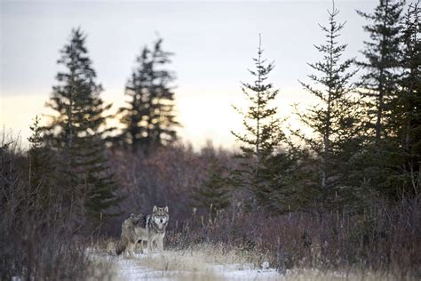 What Animals Live In The Taiga Worldatlas 48 Off