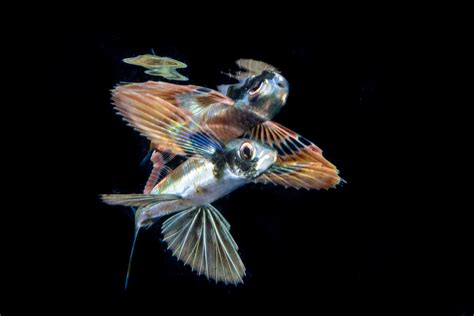 How do Flying Fish “Fly”? - Ocean Conservancy