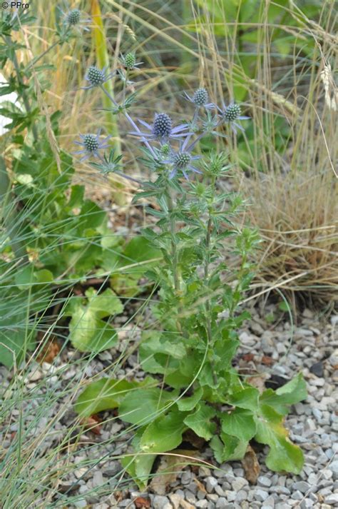 Flachbl Ttriger Mannstreu Blauer Zwerg Eryngium Planum Blauer Zwerg