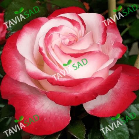 Роза. Кусты роз Киев. Купить саженцы роз Ностальжи Киев опт розница